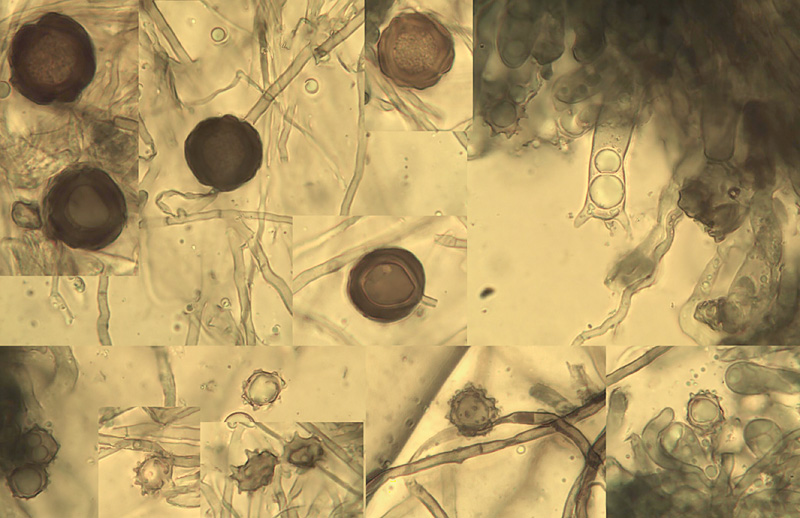 Pseudotomentella rhizopunctata micro